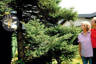 Waltraut und Heiner Franzke schauen in den Baum, wo die Eulen auf &Auml;sten sitzen