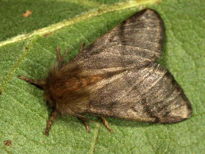 By Gyorgy Csoka, Hungary Forest Research Institute, Bugwood.org [CC-BY-3.0-us (http://creativecommons.org/licenses/by/3.0/us/deed.en)], via Wikimedia Commons