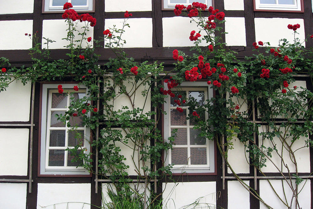 Bild vergrößern: Fassade mit Rosen