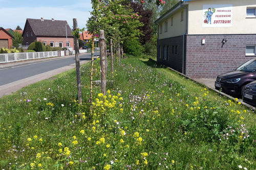 Bl&uuml;hstreifen in Sottrum