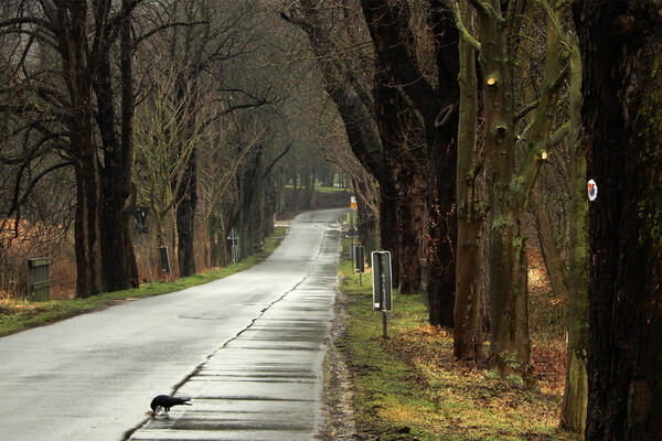 Kastanienallee in Derneburg