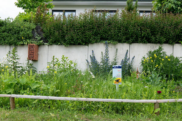 Ein-Bl&uuml;hstreifen-am-Wegesrand-in-Holle