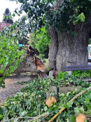 Bild vergr&ouml;&szlig;ern: Sturmschaden Grasdorf Linde 2